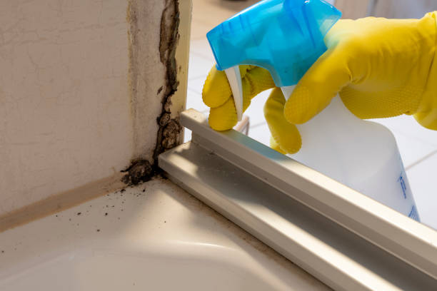 Best Mold Remediation Services  in Elkhart Lake, WI