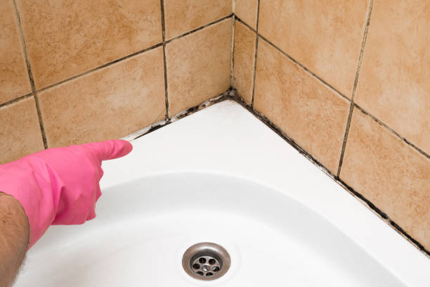 Best Mold Removal Company Near Me  in Elkhart Lake, WI